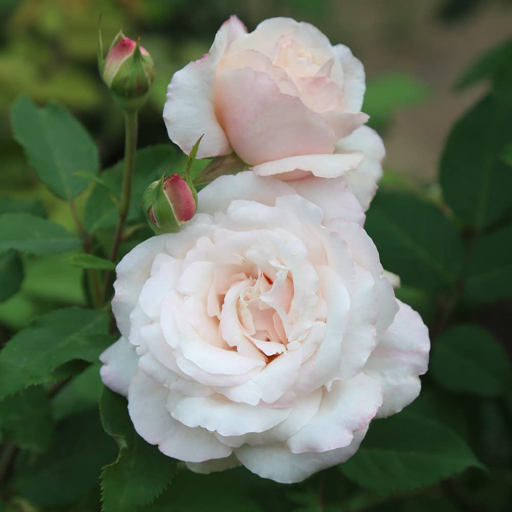 roseページ/8 Amazon.com : Heirloom Roses Pink Rose Plant - Belinda's Blush